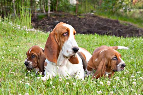 10 Best Basset Hound Breeders (2024): Our Top 10 Picks!