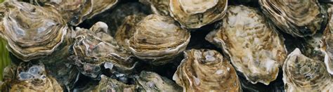 11 Types of Oysters: Species, Facts and Photos