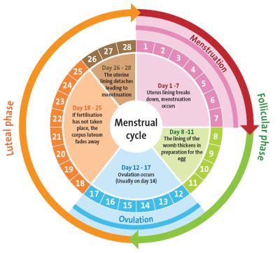 HEALTH PROJECT NOW: Menstrual Cycles and your Fertile Days