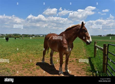 Beautiful large chestnut horse on a farm Stock Photo - Alamy