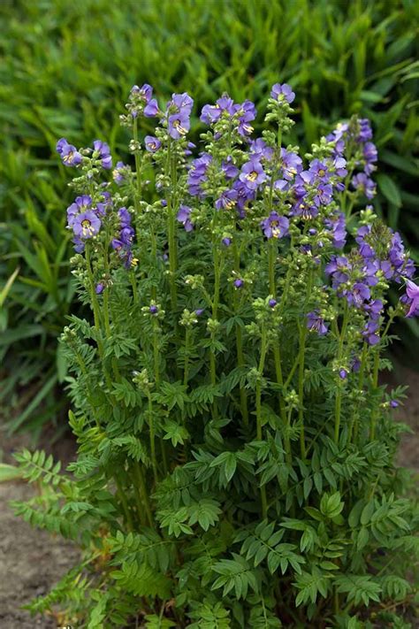 Jacob's Ladder Plant - Database Plants