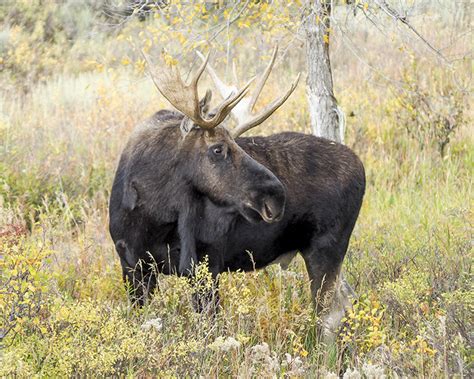 Grand Teton National Park – Fall 2019 – Part 2 – Wildlife | Stephen Hung Photography