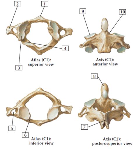 cervical vertebrae: Atlas and Axis Diagram | Quizlet