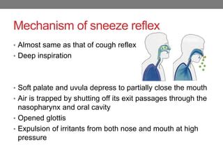 Mechanism of cough and sneeze reflex | PPT