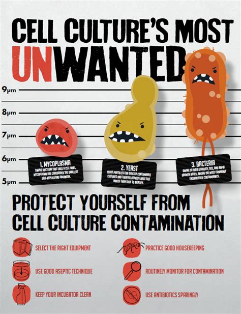 Cell Culture Contamination | Lab Manager