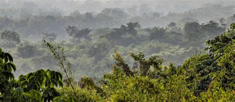 Why I'm Working to Save the Congo Rainforest and Its Indigenous Communities