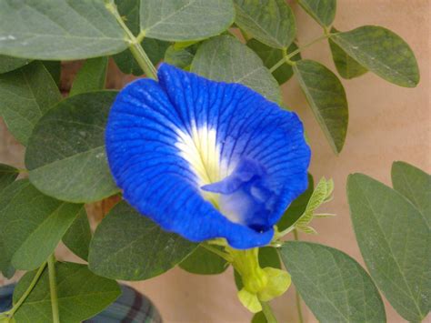 identification - What is this climbing plant with blue flowers? - Gardening & Landscaping Stack ...