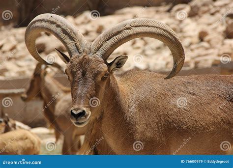 Barbary Sheep stock image. Image of egypt, barbary, chad - 76600979