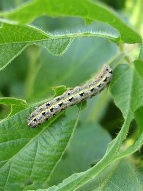 Free Images : insect, fauna, invertebrate, caterpillar, close up ...