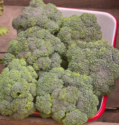 Calabrese Organic Broccoli Seeds – West Coast Seeds