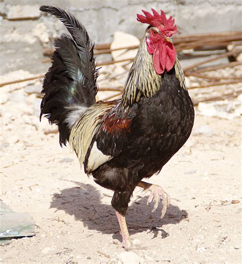 File:Coq 01, Sayada Tunisie mai 2013.jpg - Wikimedia Commons