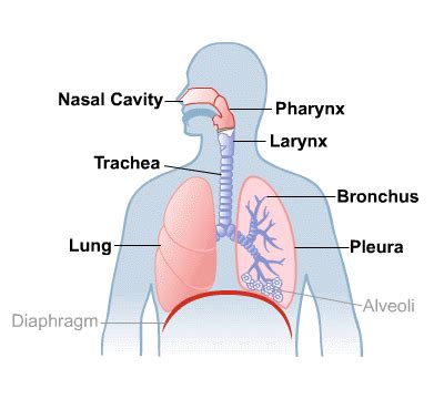 Lungs and Breathing: MedlinePlus