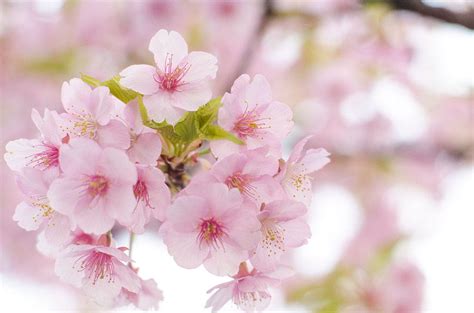 Sakura 2014 : les cerisiers japonais déploient leurs couleurs