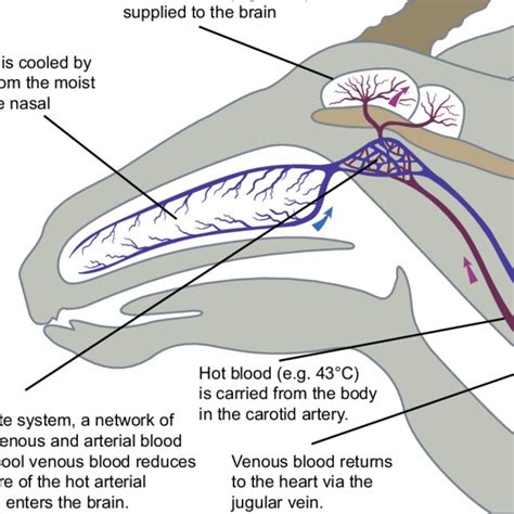 (PDF) Adaptations to Life in the Namib Desert