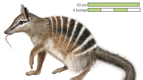 numbat | marsupial | Britannica