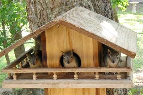 DIY Yard Decorations, Squirrel House Designs to Build and Feed Animals ...