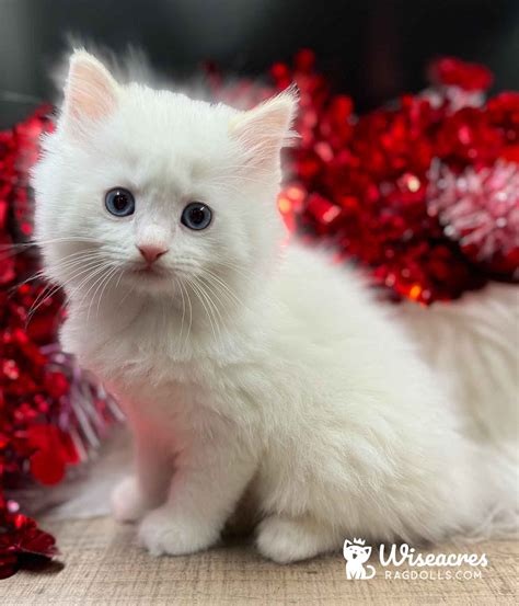 Gallery of Purebred Cream Point Ragdoll Kittens