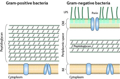 Bacteria – Understand – ReAct