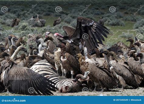 Vultures Attacking And Eating A Buffalo Carcass Stock Photography | CartoonDealer.com #23780294