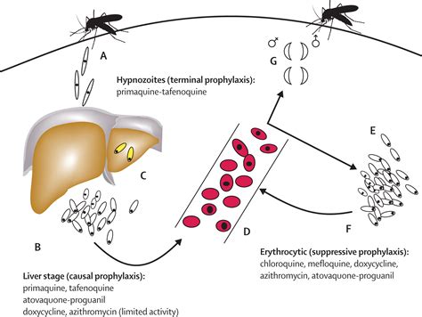 Primaquine Mechanism Of Action