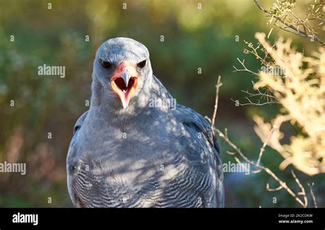 Call of the wild. A majestic bird of prey in its natural habitat Stock ...