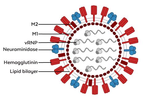 H5N1 Antibodies | Rockland