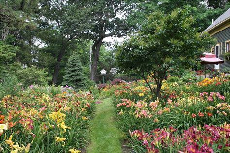 Daylily Garden Ideas | zaria-kline