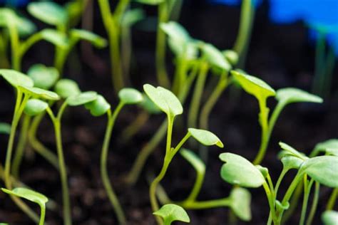 Growing Arugula From Seed is as Easy as Pie