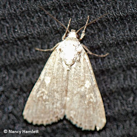 Beet Armyworm Moth Spodoptera exigua (Hubner, [1808]) | Butterflies and ...