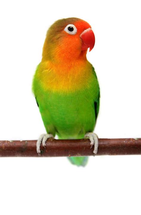 Fischer's Lovebird | The Animal Store