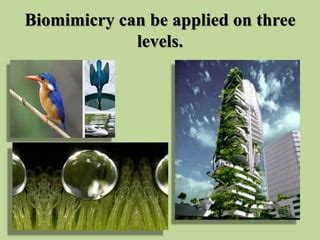 Biomimicry –Applications in Civil Engineering