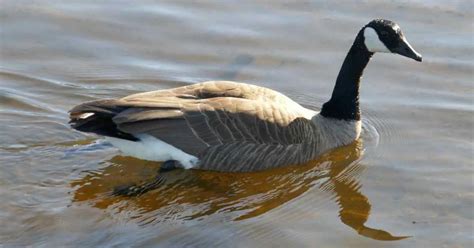 Giant Canada Goose Behavior - AnimalBehaviorCorner