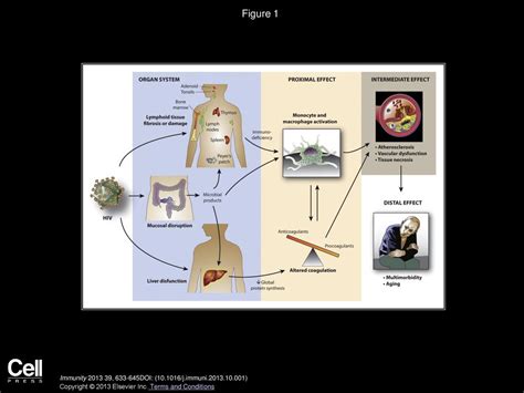 Steven G. Deeks, Russell Tracy, Daniel C. Douek Immunity - ppt download