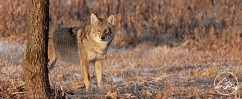 Top Tips for Hunting Coyote: A Beginners Guide | MOTO