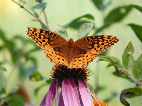 Great Spangled Fritillary Photograph by Mikayla Stafford - Fine Art America