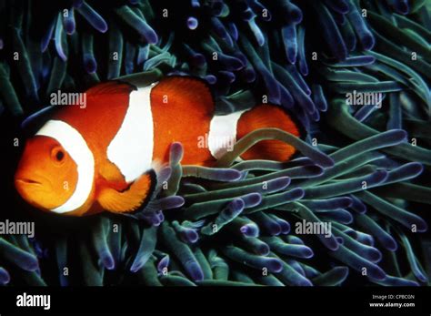 A clownfish close up in his natural habitat Stock Photo: 48194517 - Alamy