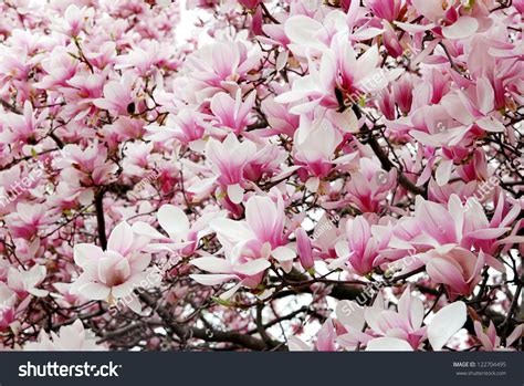 Pink Magnolia Blossom Stock Photo 122704495 : Shutterstock