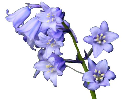 Bluebell Transparent Background | PNG Mart