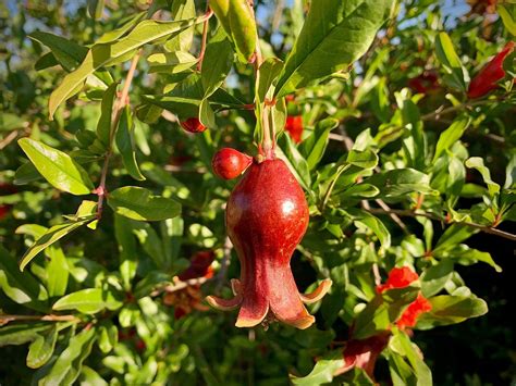 Surprising health benefits of eating pomegranate seeds