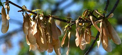 Different types of maple tree seeds - holfgov