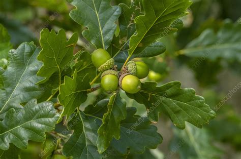 Acorns of sessile oak (Quercus petraea) in late summer - Stock Image - C056/9087 - Science Photo ...