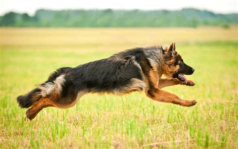 Hip Dysplasia in German Shepherds - Prevention and Treatment