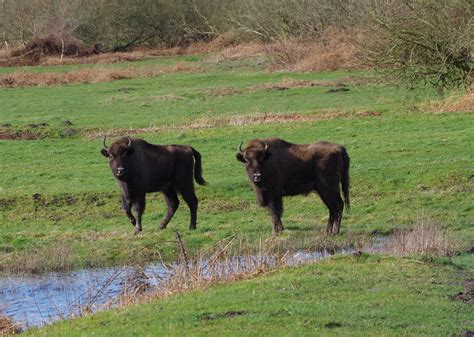 Bison to be introduced to British woodland to restore rich habitat for wildlife | Guernsey Press