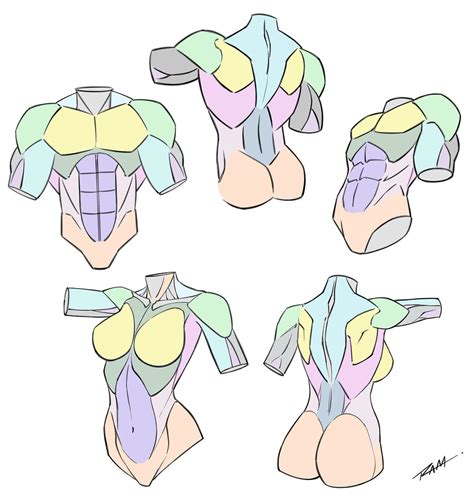 Simplified Anatomy Male and Female Torso by robertmarzullo on DeviantArt