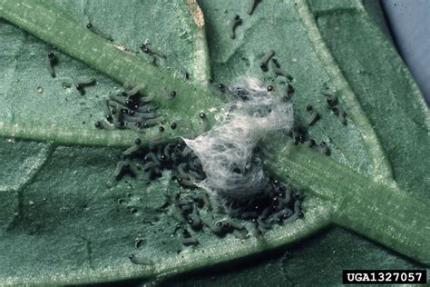 Armyworms (soybean) - Bugwoodwiki