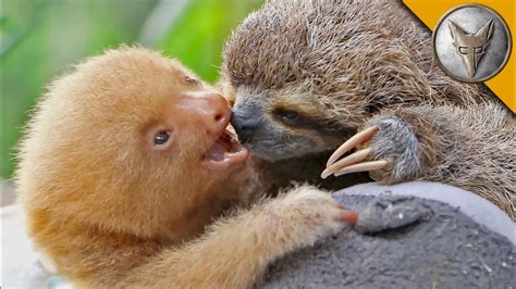 Two and Three-Toed Baby Sloths Comparison by Coyote Peterson Video