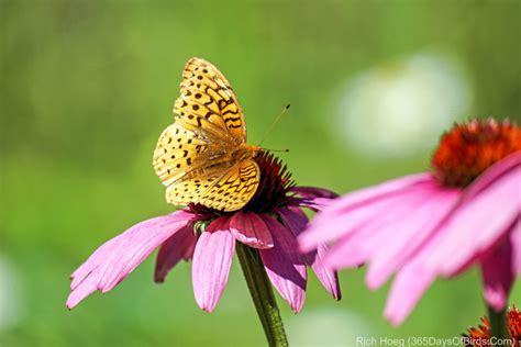 Hummingbirds and Bee Balm | 365 Days of Birds