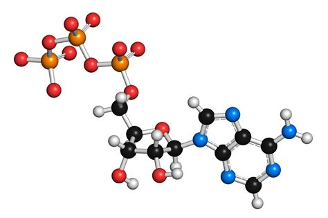 Phosphorylation and How It Works