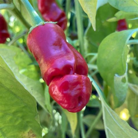 Peter Pepper Seeds | Tyler Farms