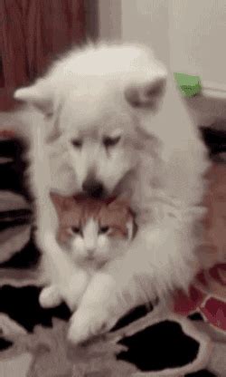 Animal Friendship GIF - Find & Share on GIPHY